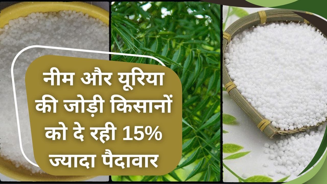 नीम लेपित यूरिया के इस्तेमाल का फायदा