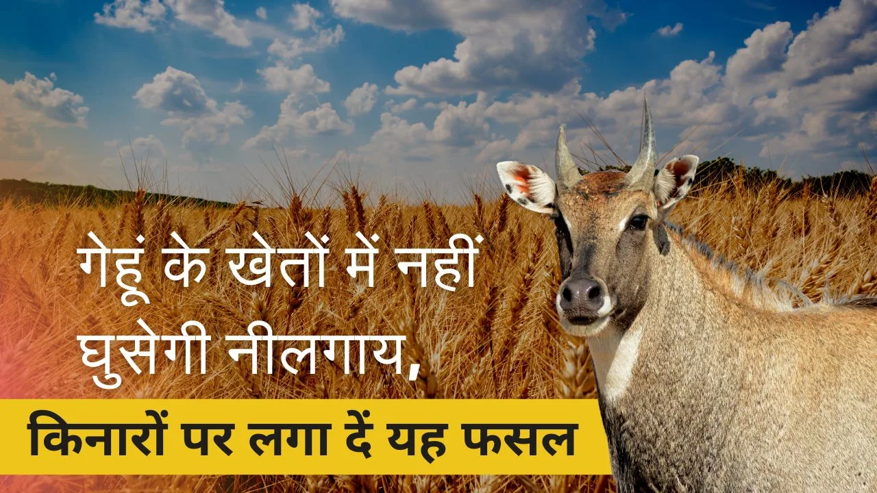 खेतों के किनारे लगाएं यह फसल नीलगाय नहीं घुसेगी