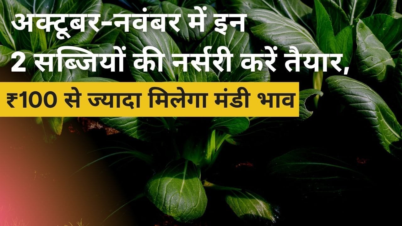 अक्टूबर-नवंबर में सब्जियों की नर्सरी