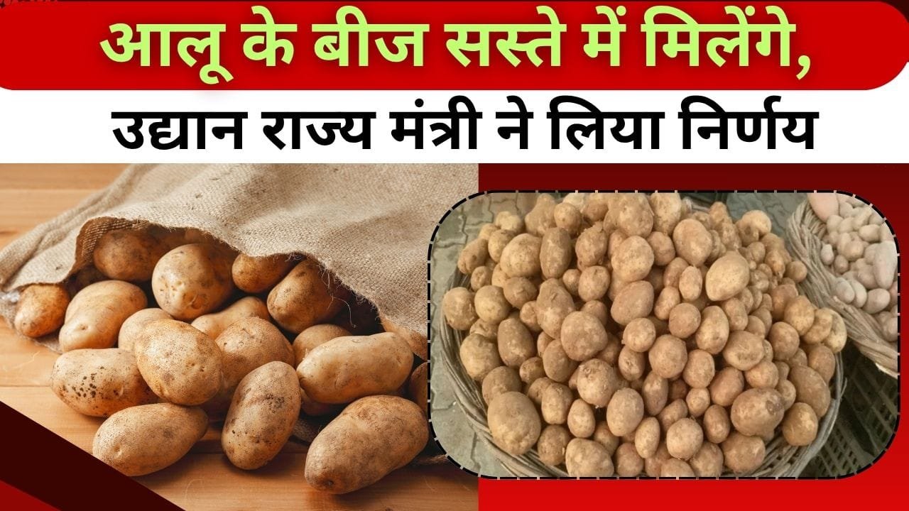 आलू के बीजों की नई कीमत क्या है?
