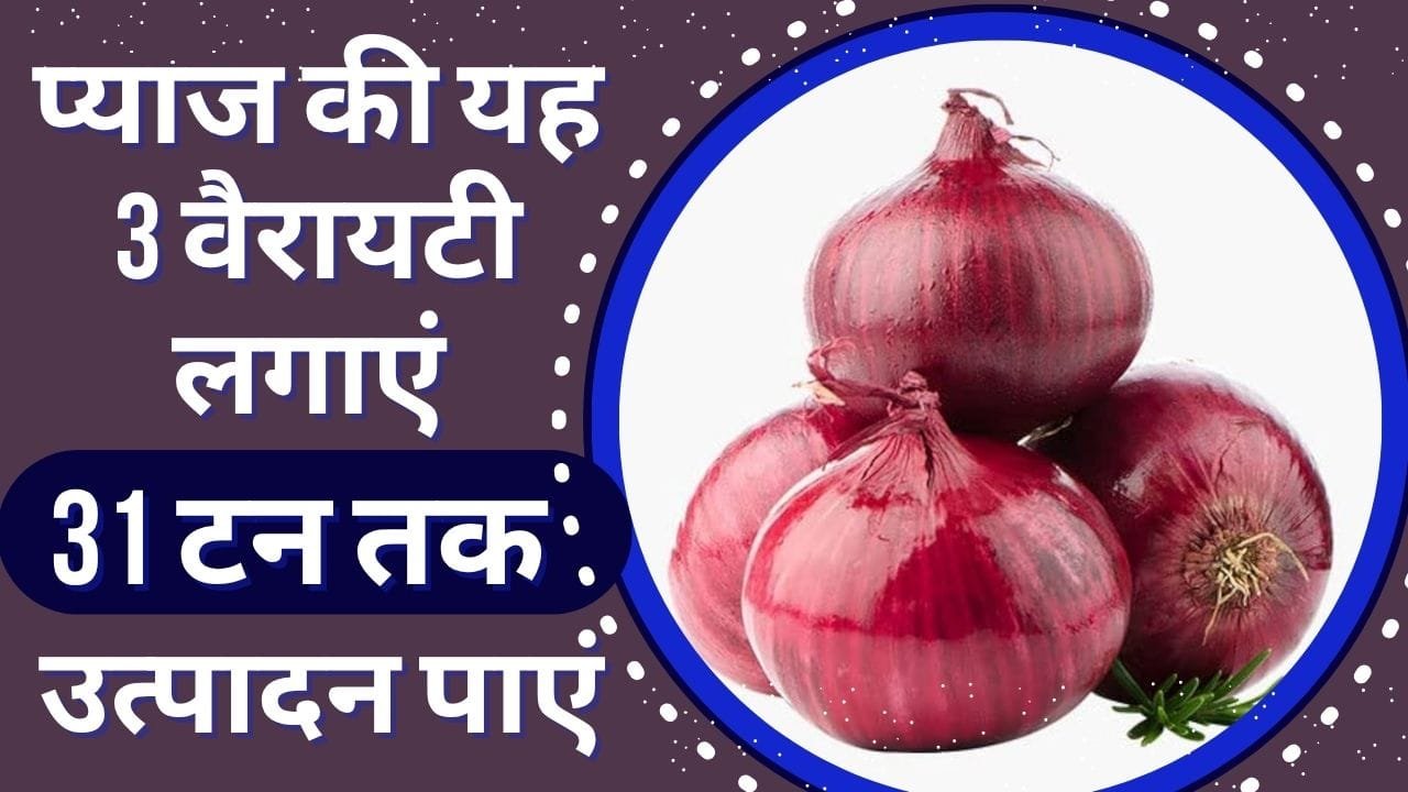 पूसा रिद्धि प्याज की किस्म