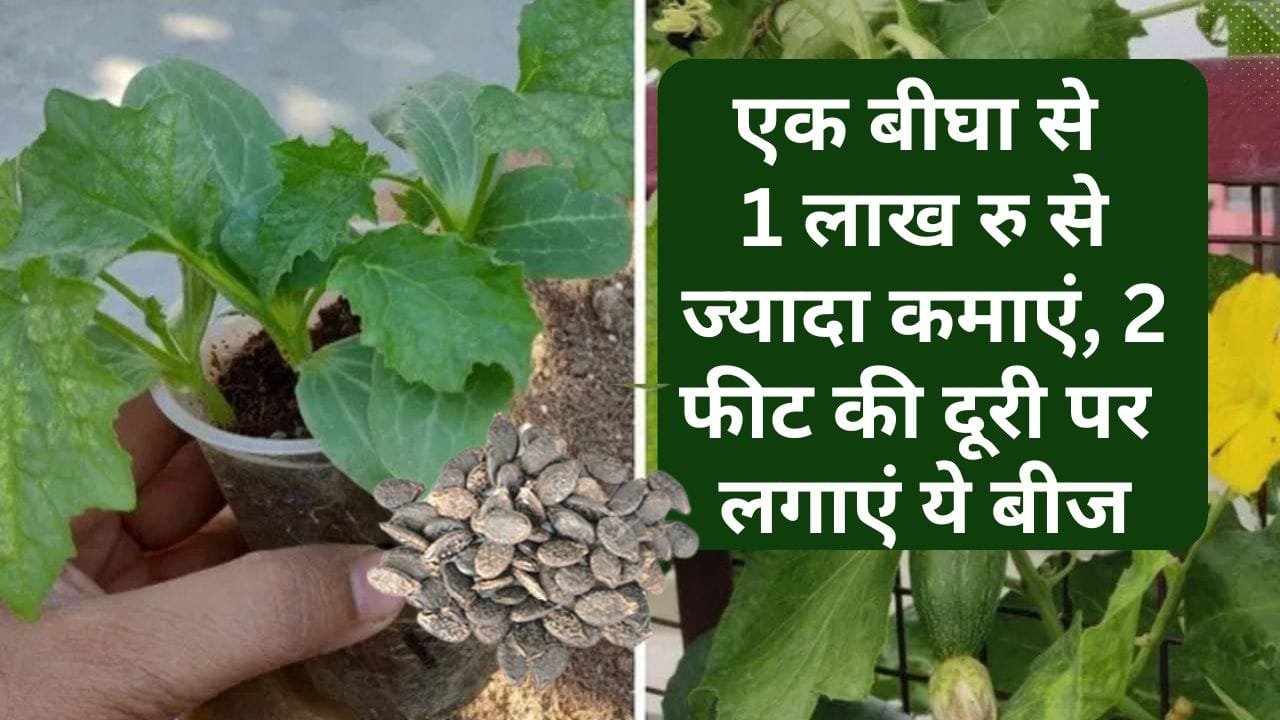 तुरई की खेती