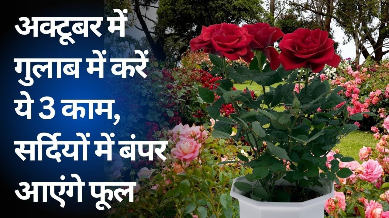 अक्टूबर में गुलाब के पौधे की देखभाल