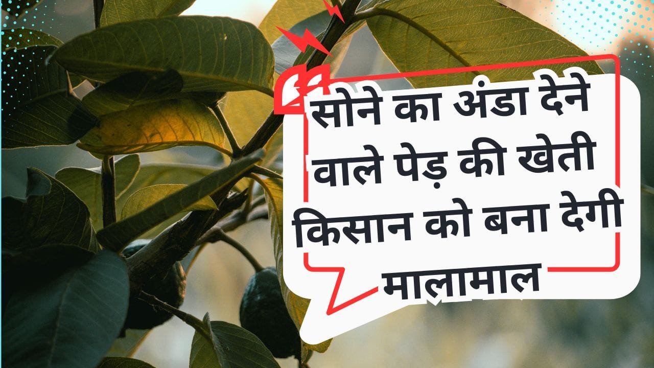 ताइवान पिंक अमरूद