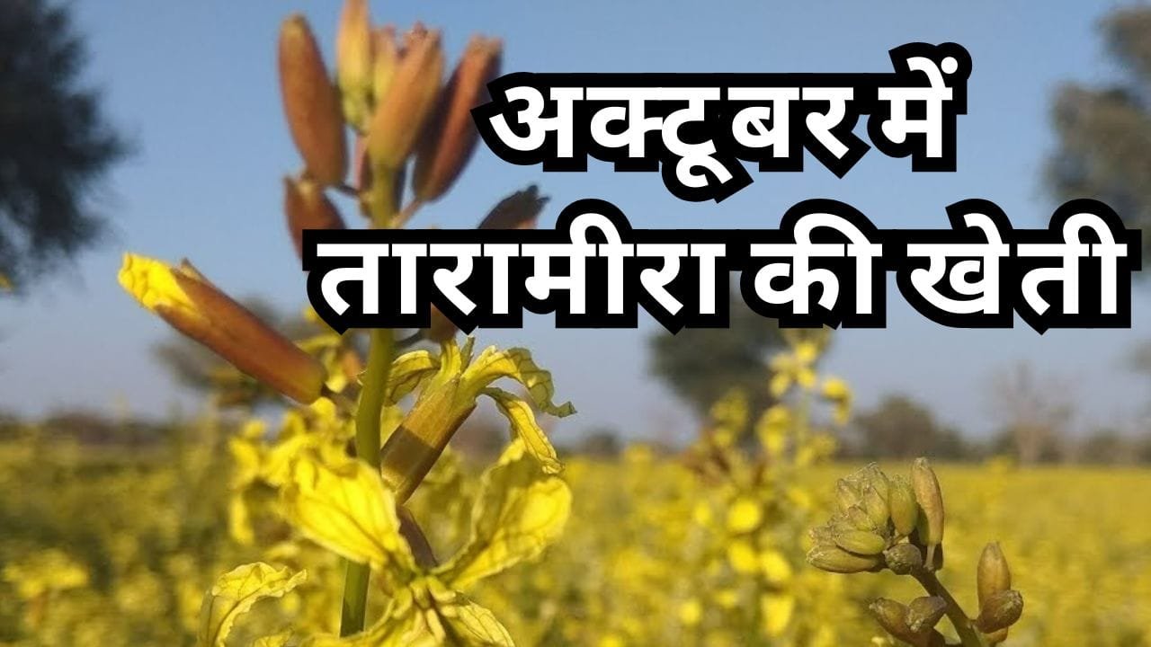 तारामीरा की खेती