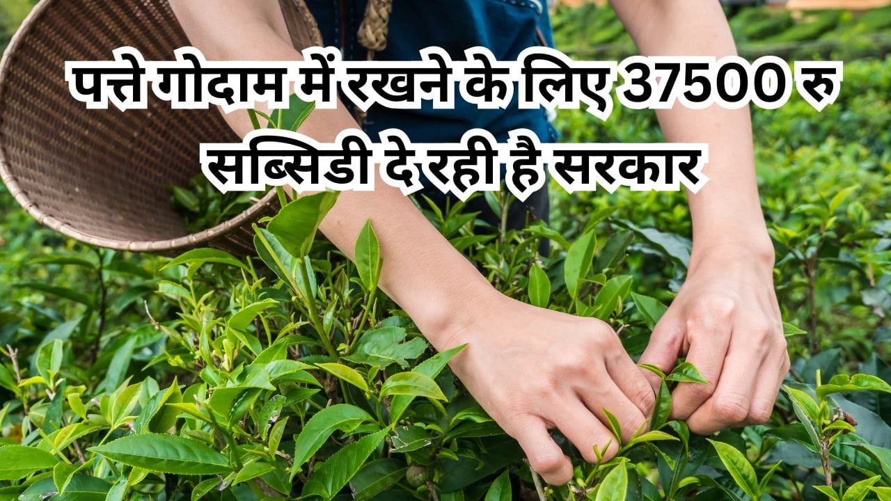 चाय विकास योजना 2025-26