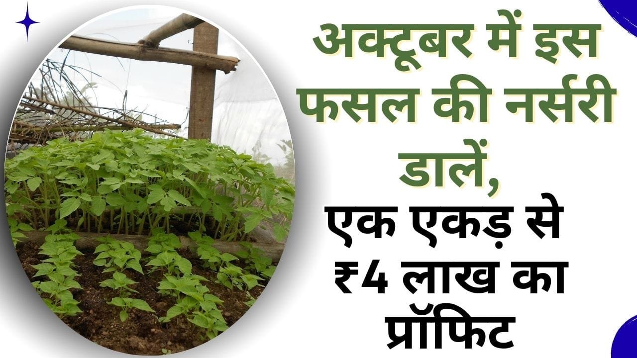 अक्टूबर-नवंबर में सब्जी की खेती
