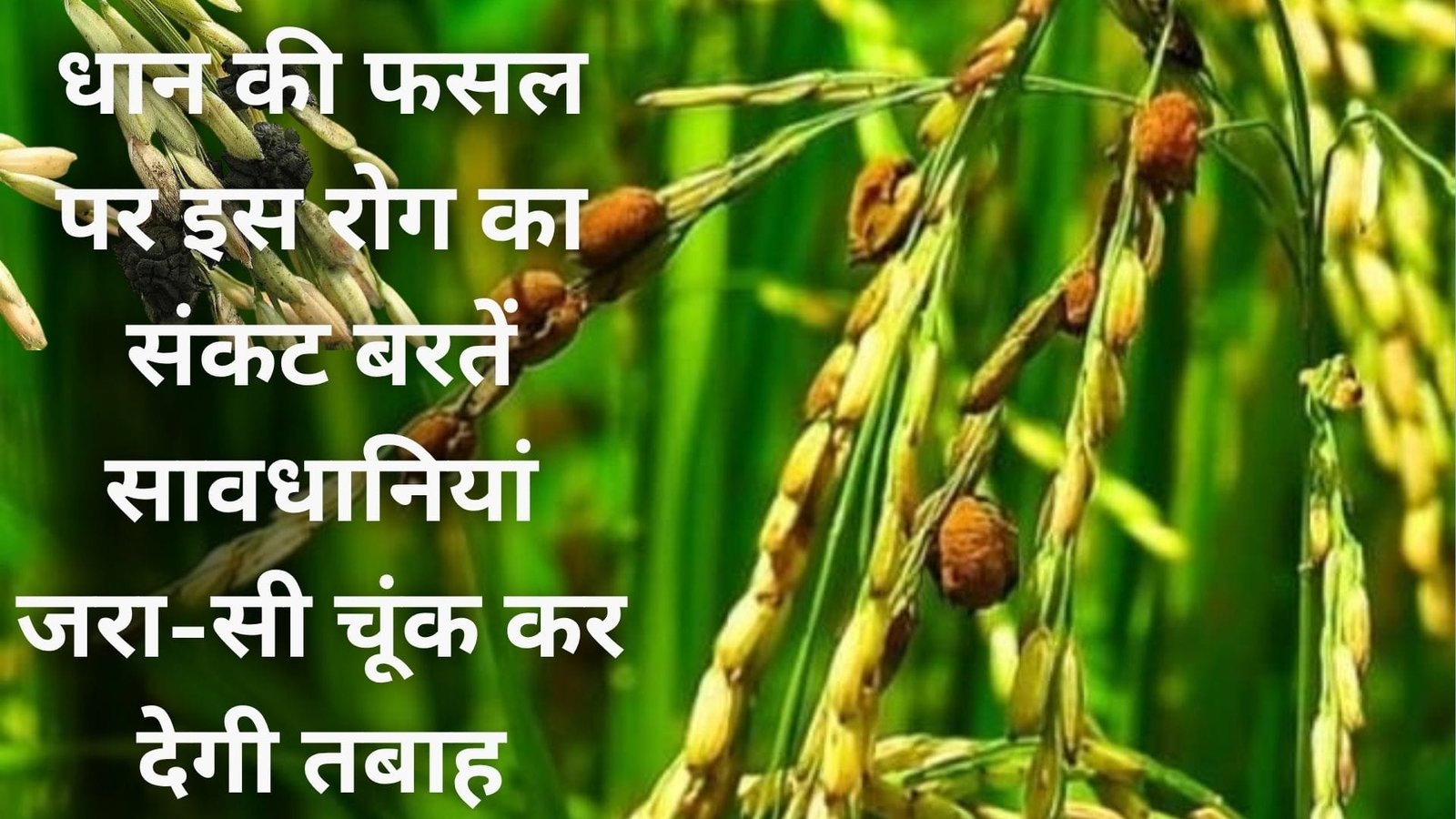 धान की फसल पर इस रोग का संकट, बरतें सावधानियां जरा-सी चूंक कर देगी तबाह, जानें नाम और बचाव के तरीके