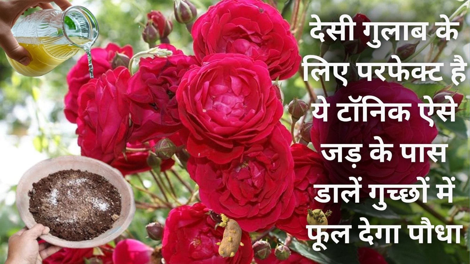 देसी गुलाब के लिए परफेक्ट है ये टॉनिक, ऐसे जड़ के पास डालें गुच्छों में फूल देगा पौधा माली भी देख कर चौंक जाएगा