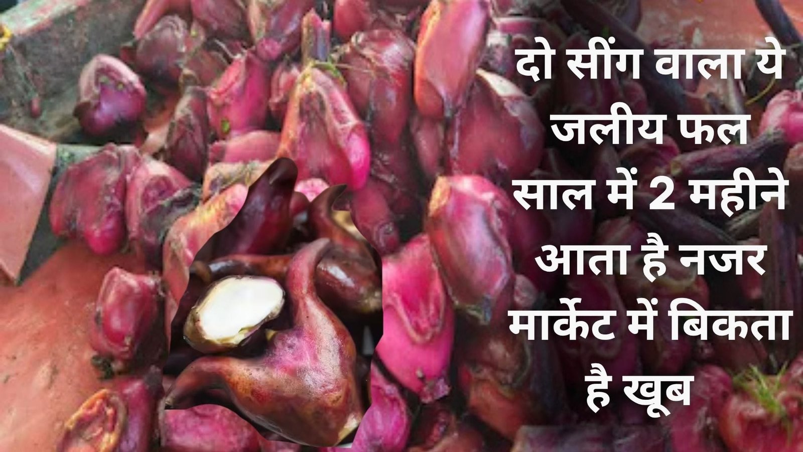 दो सींग वाला ये जलीय फल साल में 2 महीने आता है नजर, मार्केट में बिकता है खूब सेवन से मिलते है चौकाने वाले फायदे, जानिए नाम