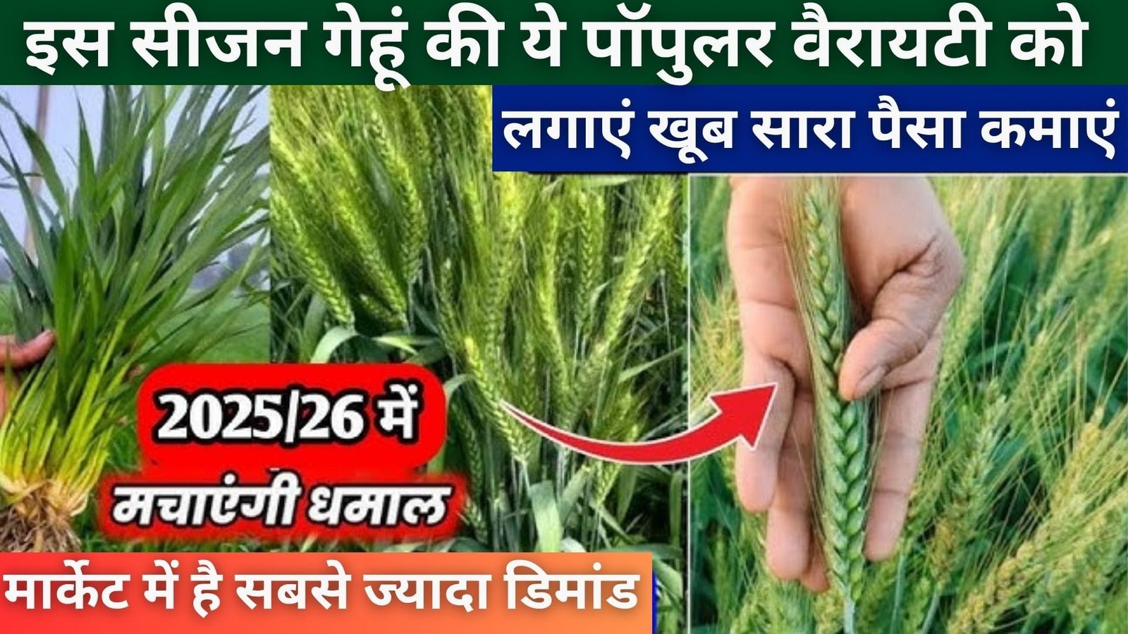 इस सीजन गेहूं की ये पॉपुलर वैरायटी को लगाएं खूब सारा पैसा कमाएं, मार्केट में है सबसे ज्यादा डिमांड, जानें खासियत