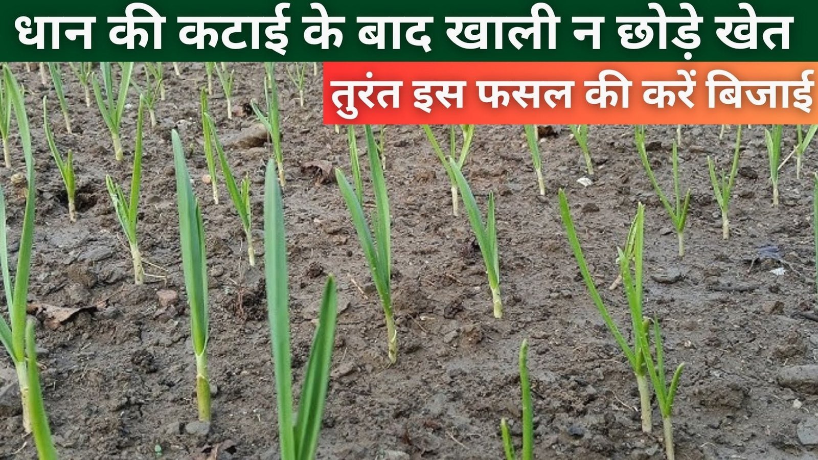 धान की कटाई के बाद खाली न छोड़े खेत, तुरंत इस फसल की करें बिजाई कमाई के मामले में इसका जवाब नहीं, जाने खेती की प्रोसेस