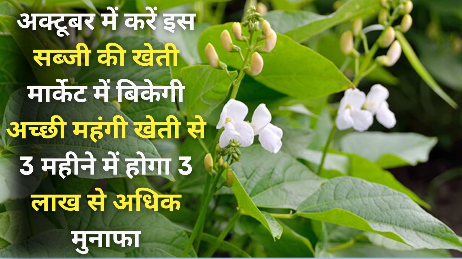 अक्टूबर में जरूर करें इस सब्जी की खेती, मार्केट में बिकेगी अच्छी महंगी खेती से 3 महीने में होगा 3 लाख से अधिक मुनाफा, जाने डिटेल