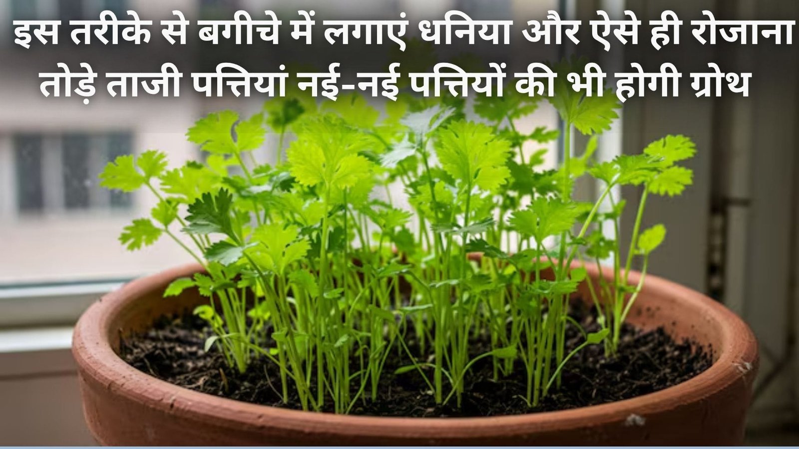 धनिया खरीदने के लिए न करें पैसे खर्च, इस तरीके से बगीचे में लगाएं और ऐसे ही रोजाना तोड़े ताजी पत्तियां नई-नई पत्तियों की भी होगी ग्रोथ