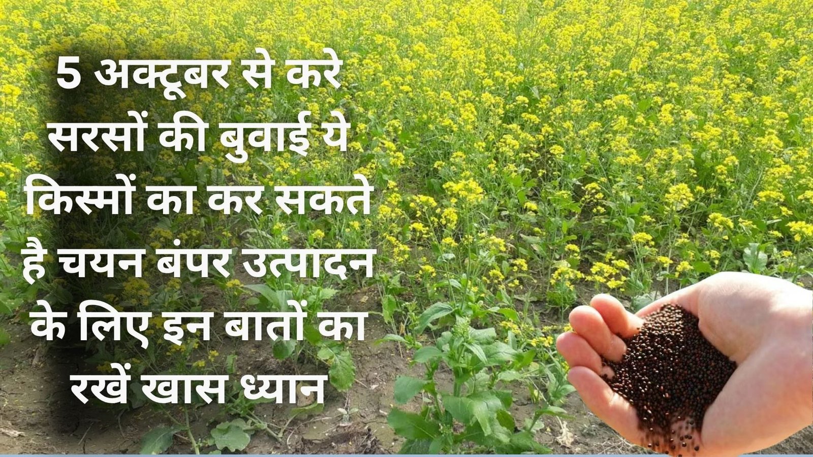 5 अक्टूबर से करें सरसों की बुवाई, ये किस्मों का कर सकते है चयन बंपर उत्पादन के लिए इन बातों का रखें खास ध्यान, जाने किस्में