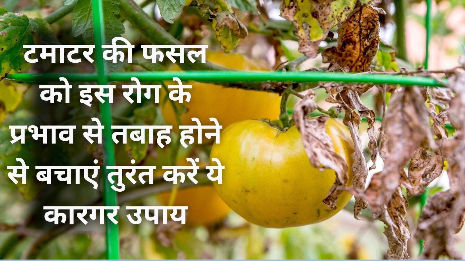 टमाटर की फसल को इस रोग के प्रभाव से तबाह होने से बचाएं, तुरंत करें ये कारगर उपाय फसल नहीं आएगी एक आंच,