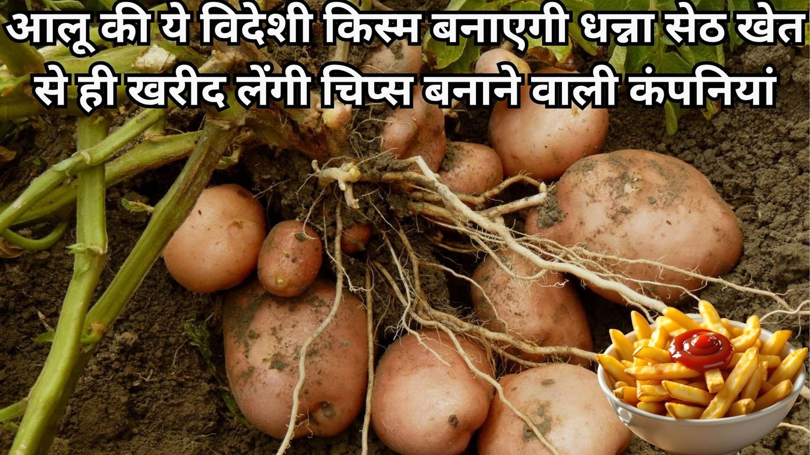 आलू की ये विदेशी किस्म किसानों को बनाएगी धन्ना सेठ, खेत से ही खरीद लेंगी चिप्स बनाने वाली कंपनियां चिप्स-फ्रेंच फ्राइज के लिए उपयुक्त  