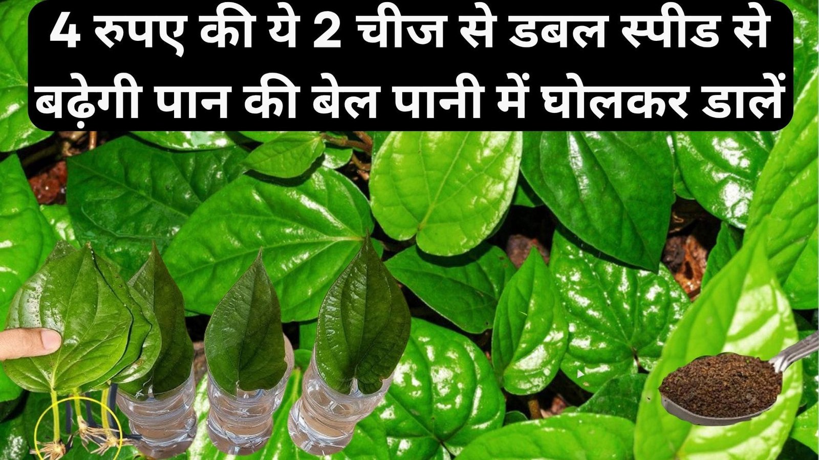 4 रुपए की ये 2 चीज से डबल स्पीड से बढ़ेगी पान की बेल, पानी में घोलकर डालें, जाने 1 पत्ते से पान का पौधा कैसे उगाएं