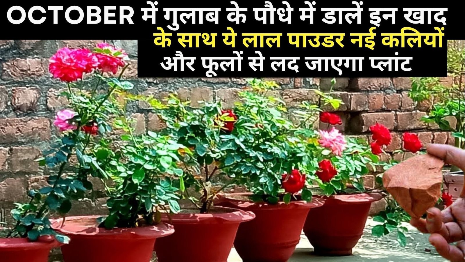 OCTOBER में गुलाब के पौधे में जरूर डालें इन खाद के साथ ये लाल पाउडर, नई कलियों और सैकड़ों फूलों से लद जाएगा प्लांट, जाने नाम