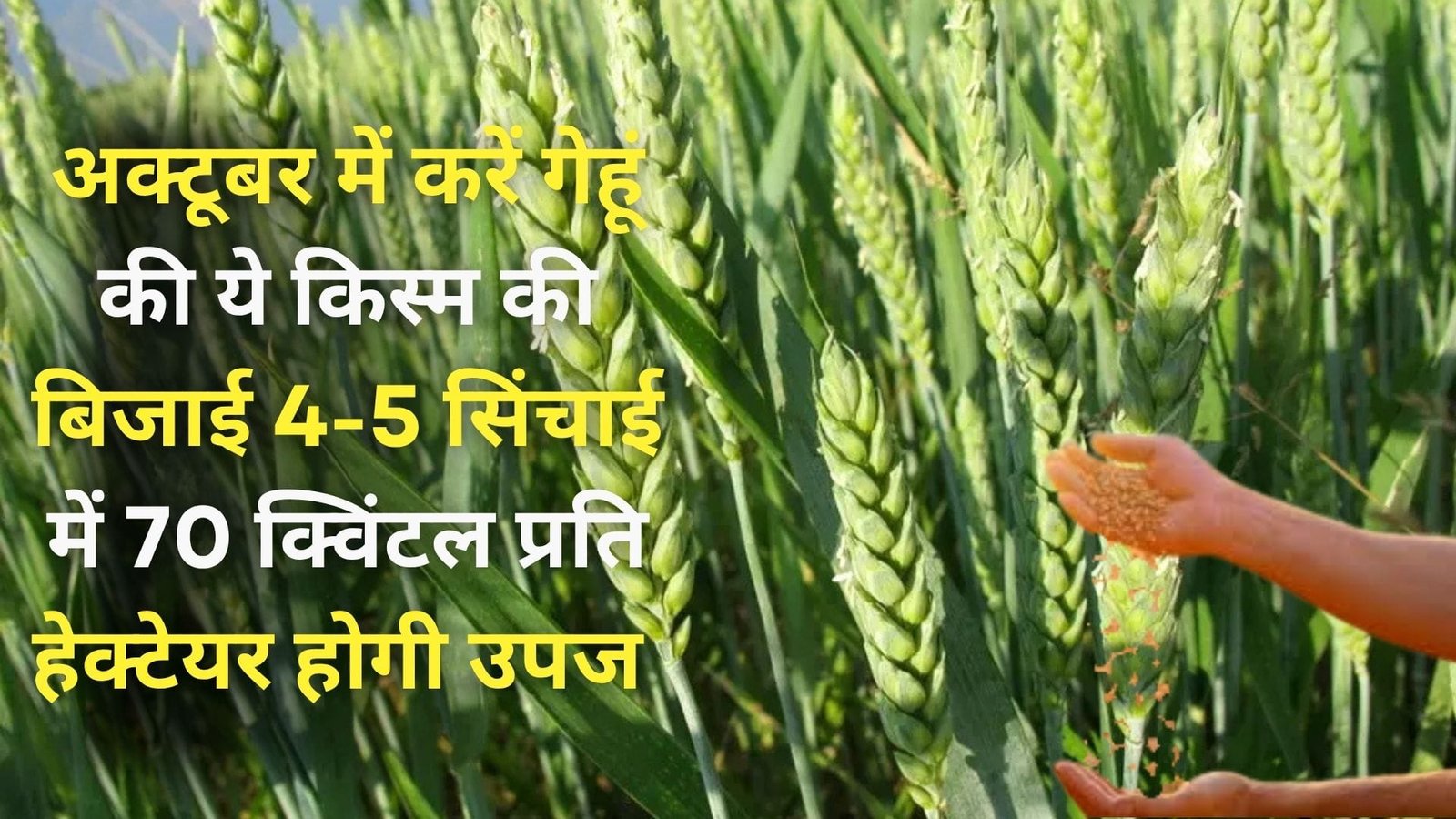 अक्टूबर में करें गेहूं की ये किस्म की बिजाई, 4-5 सिंचाई में 70 क्विंटल प्रति हेक्टेयर होगी उपज पीला-भूरा एवं काला रतुआ रोग के है प्रतिरोधी