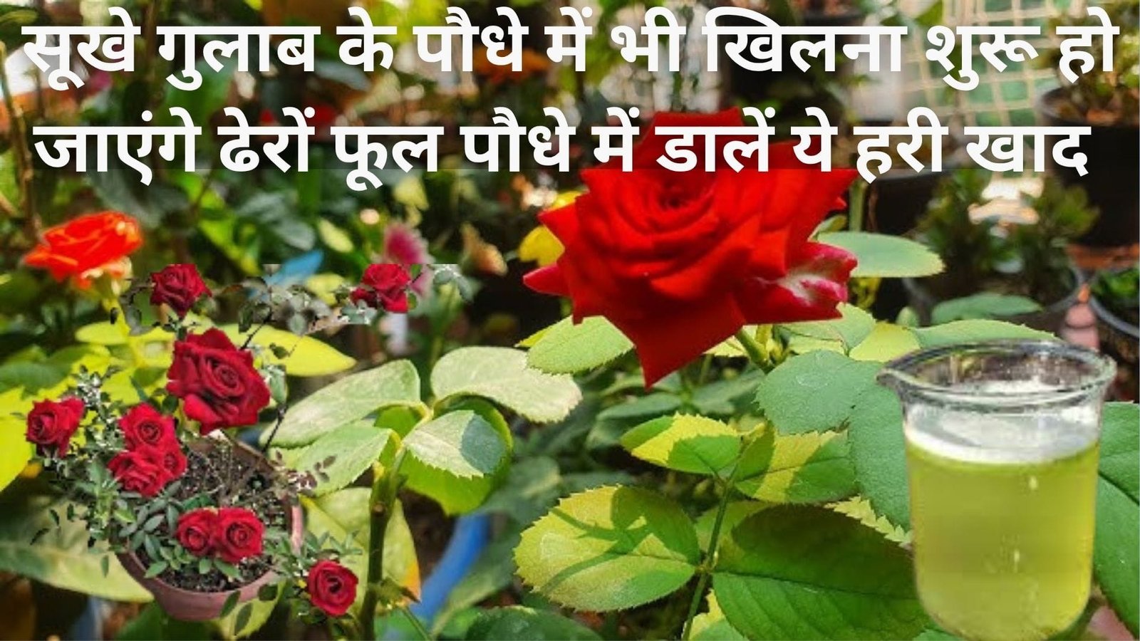 सूखे गुलाब के पौधे में भी खिलना शुरू हो जाएंगे ढेरों फूल, बस पौधे में डालें ये हरी खाद माली ने खुद प्रयोग करके दिखाया कमाल