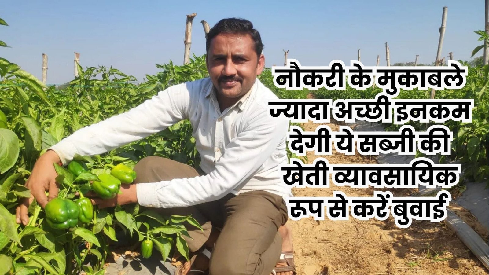 नौकरी के मुकाबले ज्यादा अच्छी इनकम देगी ये सब्जी की खेती, व्यावसायिक रूप से करें बुआई 2.5 महीने में होगी लाखों की कमाई