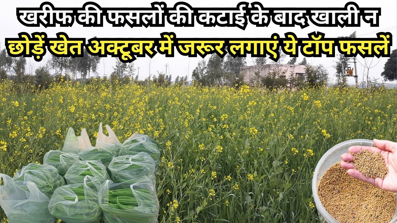 खरीफ की फसलों की कटाई के बाद खाली न छोड़ें खेत, अक्टूबर में जरूर लगाएं ये टॉप फसलें दिन दूनी रात चौगुनी होगी इनकम, जाने नाम