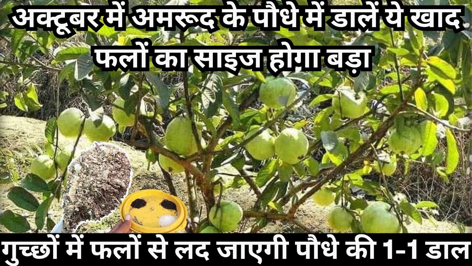 अक्टूबर में अमरूद के पौधे में डालें ये पावरफुल खाद, फलों का साइज होगा बड़ा गुच्छों में फलों से लद जाएगी पौधे की 1-1 डाल