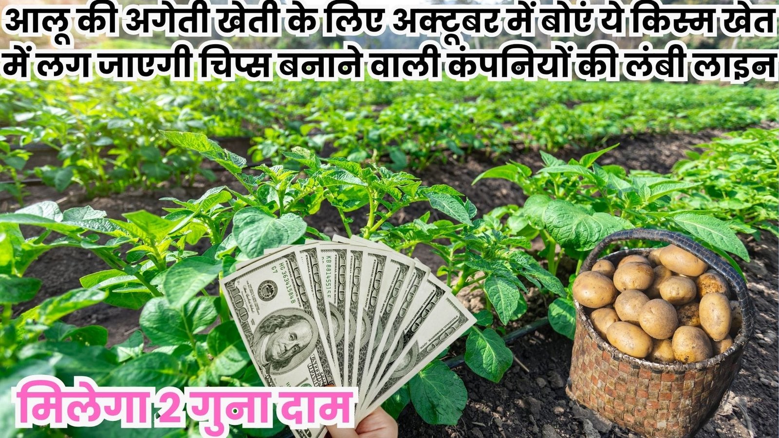 आलू की अगेती खेती के लिए अक्टूबर में बोएं ये किस्म, खेतों में लग जाएगी चिप्स बनाने वाली कंपनियों की लंबी लाइन! मिलेगा 2 गुना दाम