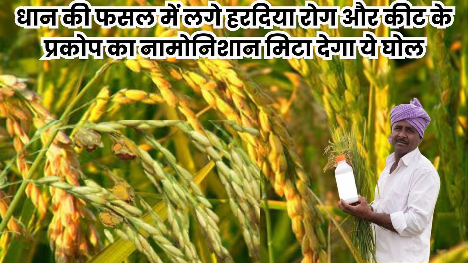 धान की फसल में लगे हरदिया रोग और कीट के प्रकोप का नामोनिशान मिटा देगा ये घोल, इस मात्रा में करें छिड़काव