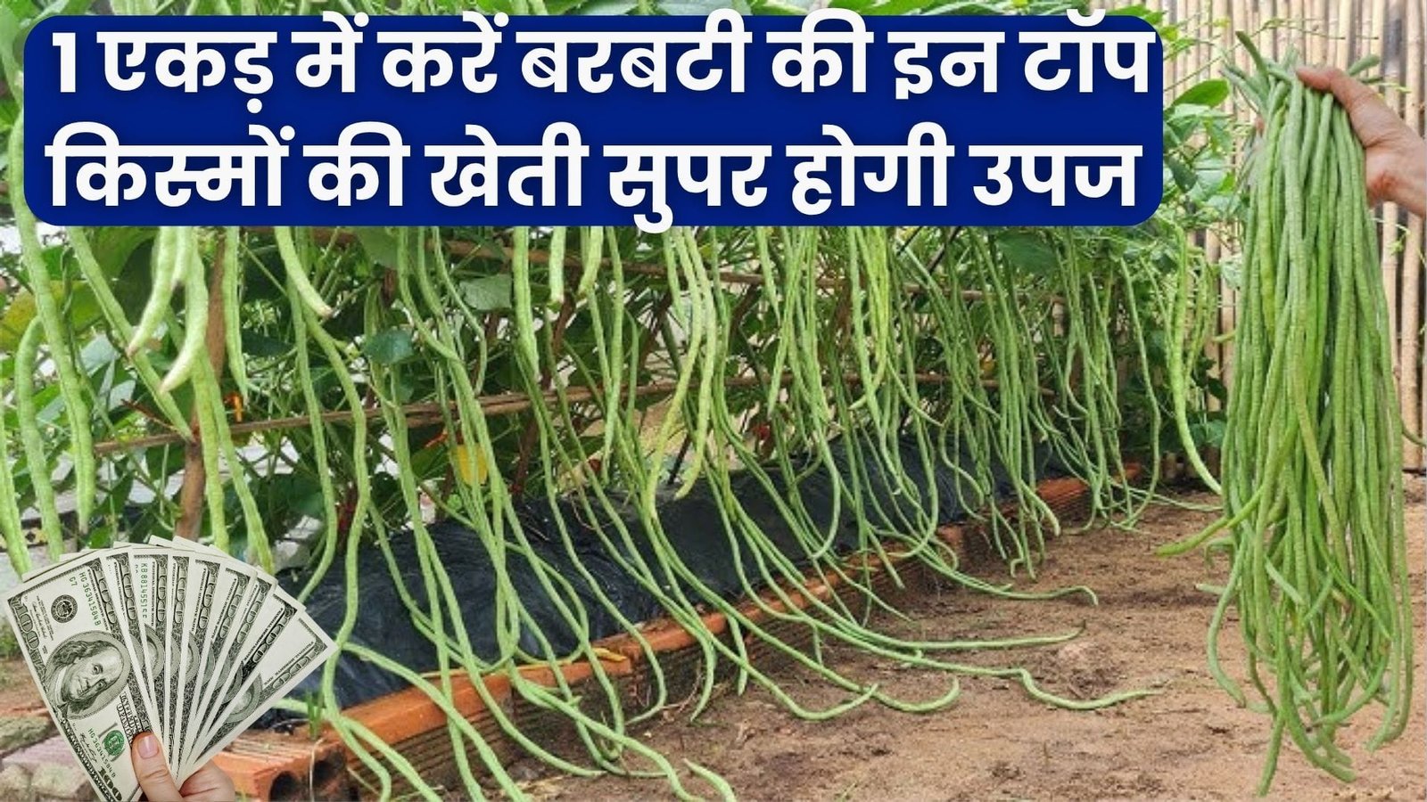 October crop: 1 एकड़ में करें बरबटी की इन टॉप किस्मों की खेती, सुपर होगी उपज एक महीने के अंदर होगी तगड़ी कमाई