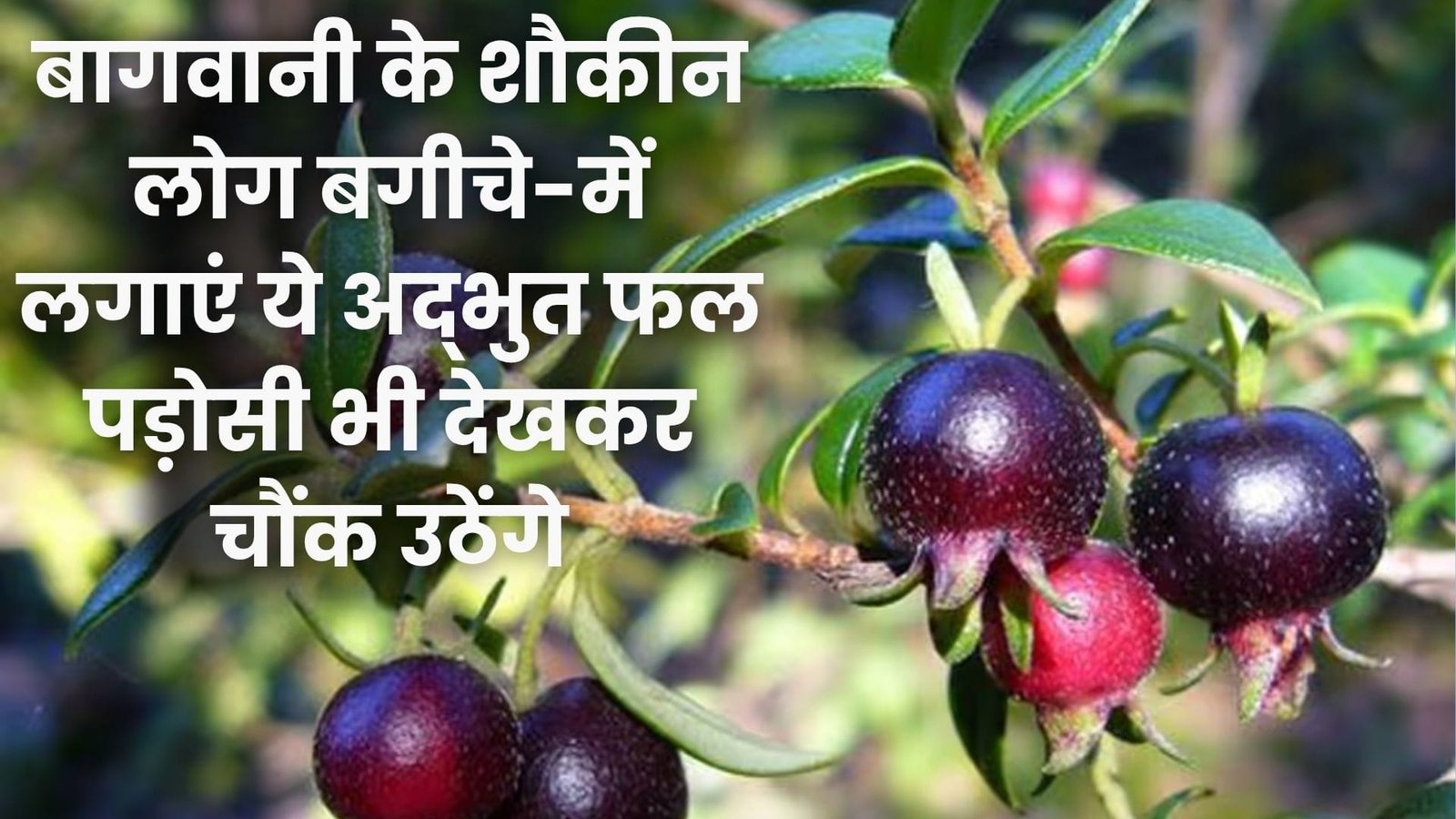 बागवानी के शौकीन लोग बगीचे-बालकनी में लगाएं ये अद्भुत फल, पड़ोसी भी देखकर चौंक उठेंगे माहौल में बनेगा चर्चा का विषय
