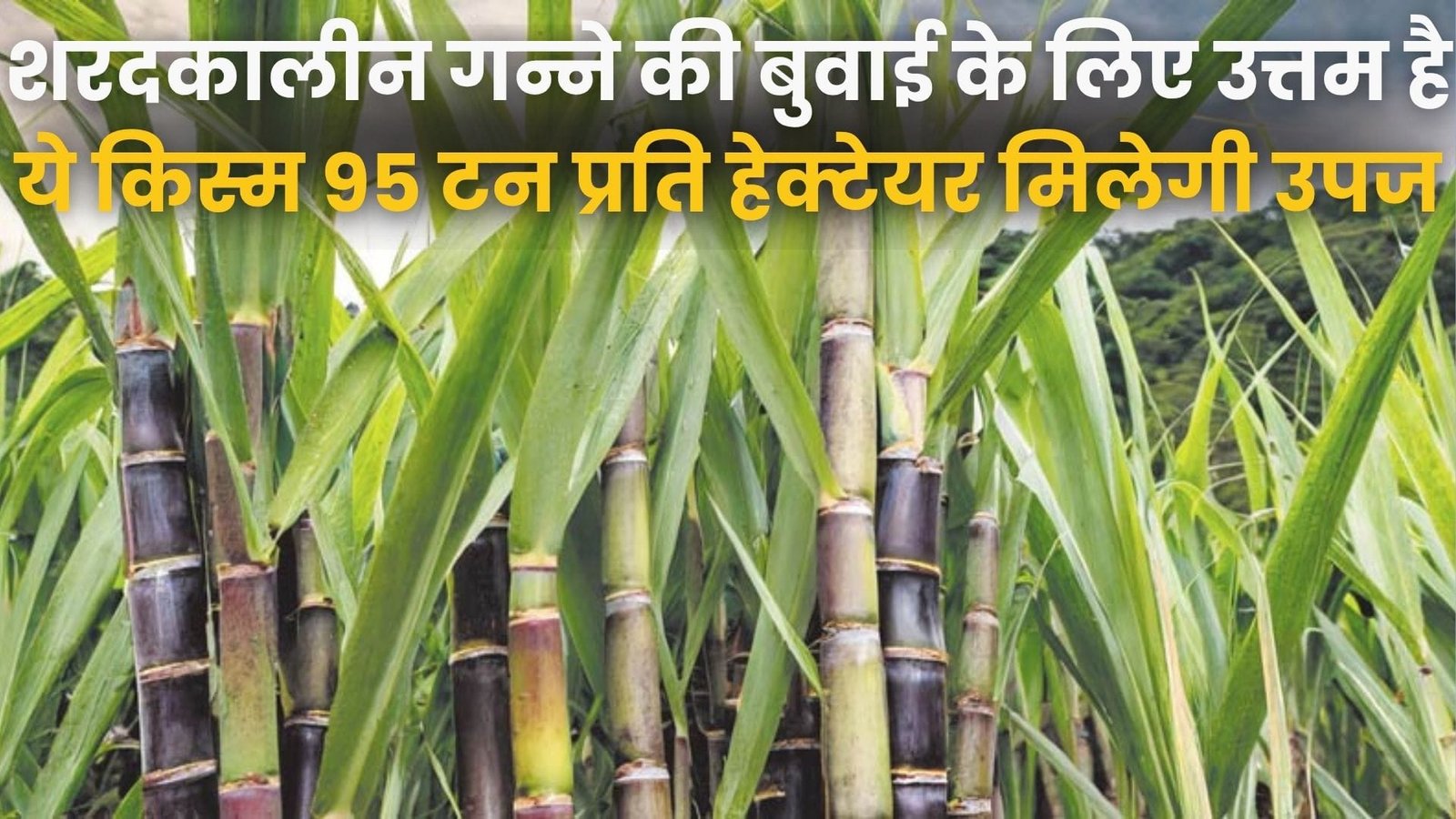 शरदकालीन गन्ने की बुवाई के लिए सबसे उत्तम है ये किस्म, अक्टूबर में करें बुवाई 95 टन प्रति हेक्टेयर मिलेगी उपज, जाने नाम