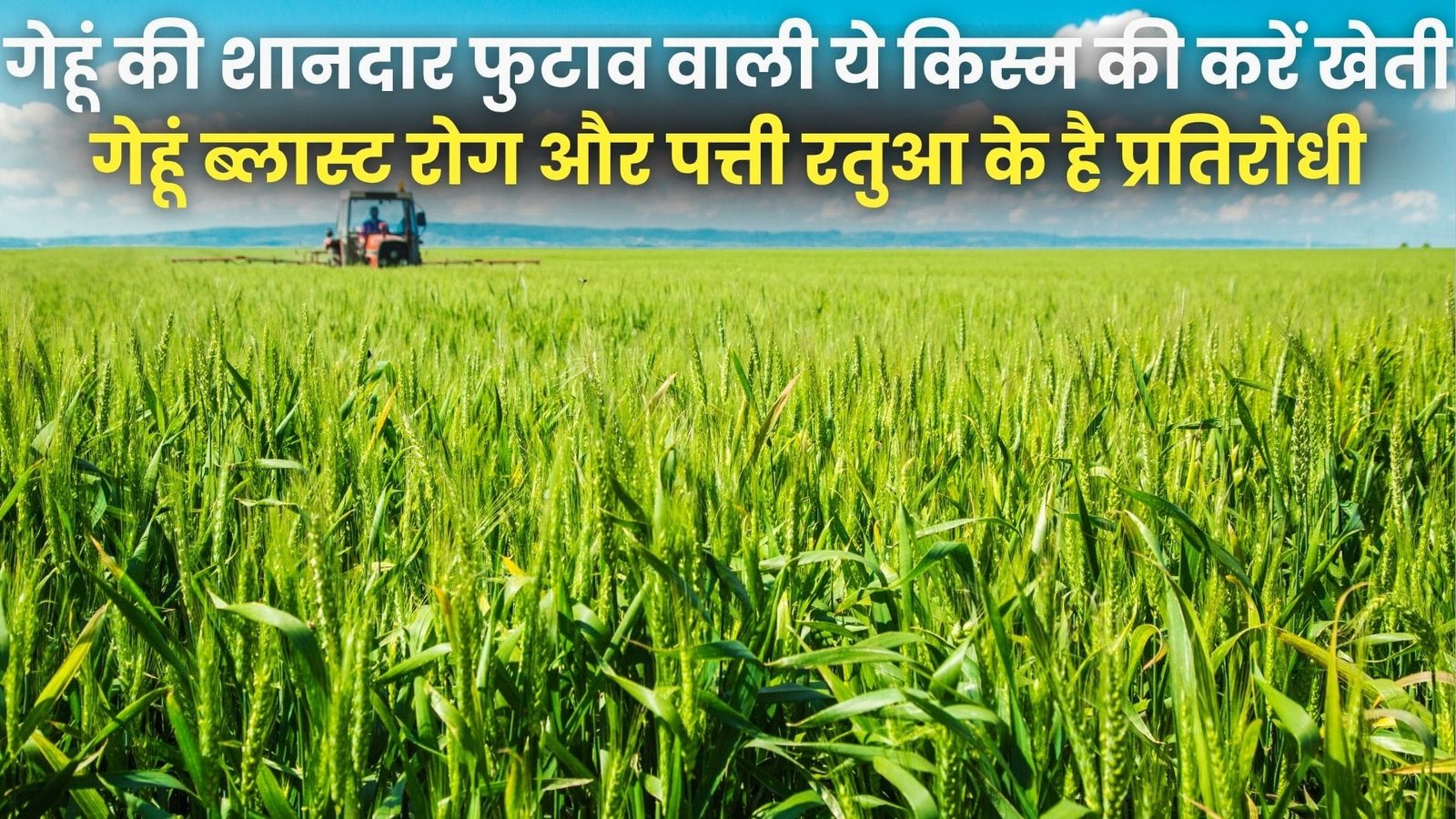 गेहूं की शानदार फुटाव वाली ये किस्म की करें खेती, गेहूं ब्लास्ट रोग और पत्ती रतुआ के है प्रतिरोधी बंपर उत्पादन के साथ लहलहाएगी फसल