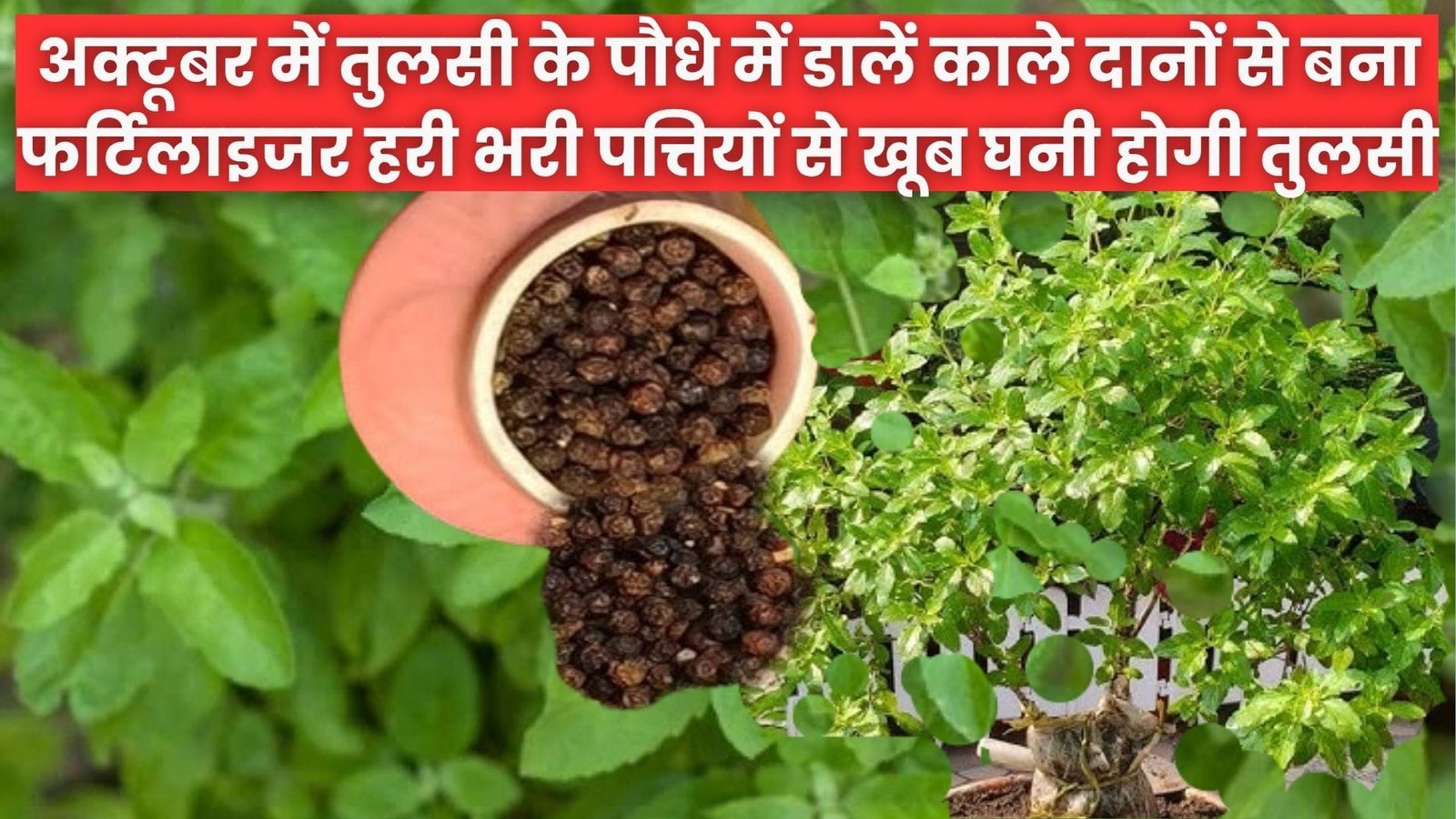 अक्टूबर में तुलसी के पौधे में डालें काले दानों से बना फर्टिलाइजर, हरी भरी पत्तियों से खूब घनी होगी तुलसी, जाने नाम