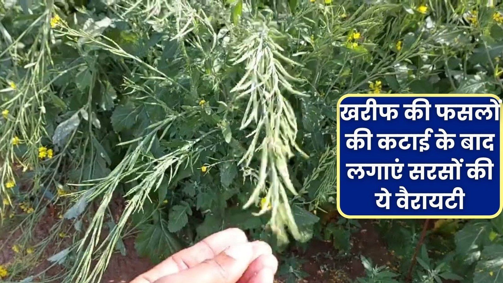 खरीफ की फसलों की कटाई के बाद खाली न छोड़ें खेत, लगाएं सरसों की ये वैरायटी जमकर होगी कमाई समेत उपज