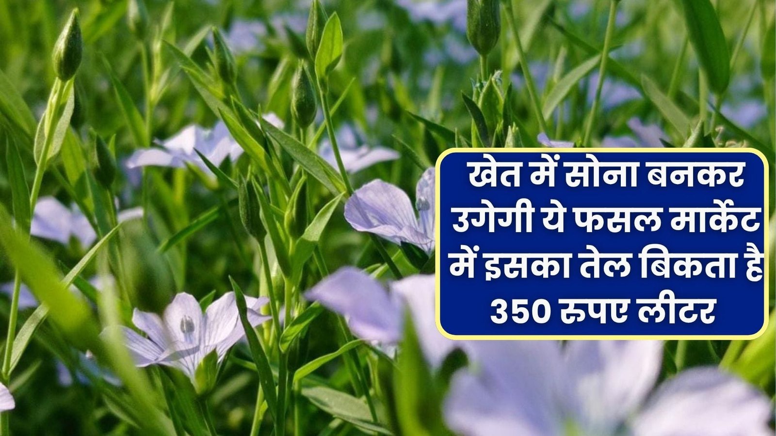 खेत में सोना बनकर उगेगी ये फसल, मार्केट में इसका तेल बिकता है 350 रुपए लीटर खेती से धनवान बनेंगे किसान, जाने नाम
