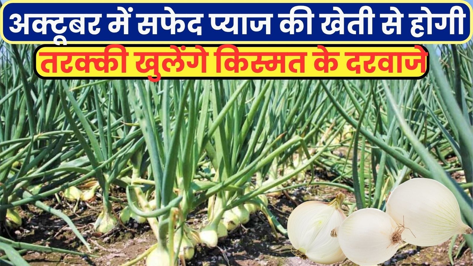 अक्टूबर में सफेद प्याज की खेती से होगी तरक्की, खुलेंगे किस्मत के दरवाजे बाजार में मिलगा दोगुना दाम, जाने किस्म