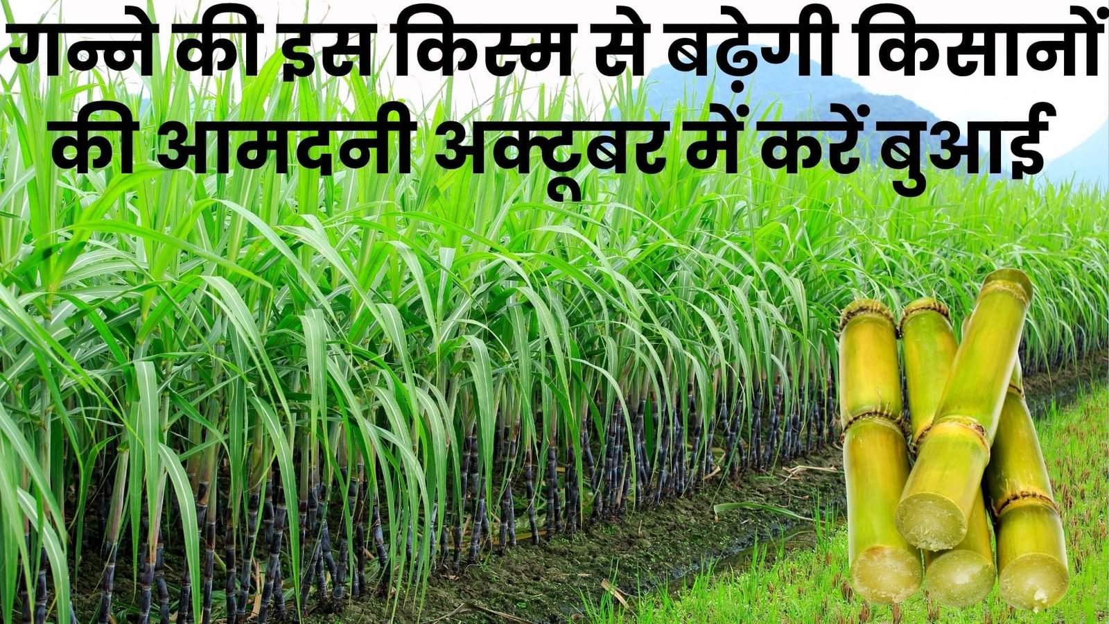 गन्ने की इस किस्म से बढ़ेगी किसानों की आमदनी, अक्टूबर में करें बुआई खेती से होगा लाखों का मुनाफा मंडी में मिलेगा तगड़ा दाम, जाने नाम