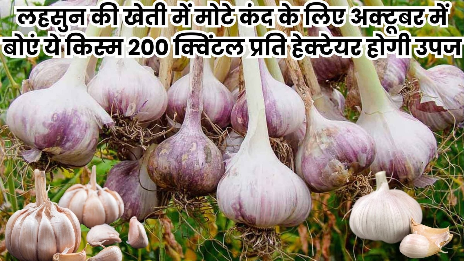 लहसुन की खेती में कंद का साइज चाहिए मोटा तगड़ा, तो अक्टूबर में बोएं ये किस्म 200 क्विंटल प्रति हेक्टेयर मिलेगी उपज, जाने खासियत