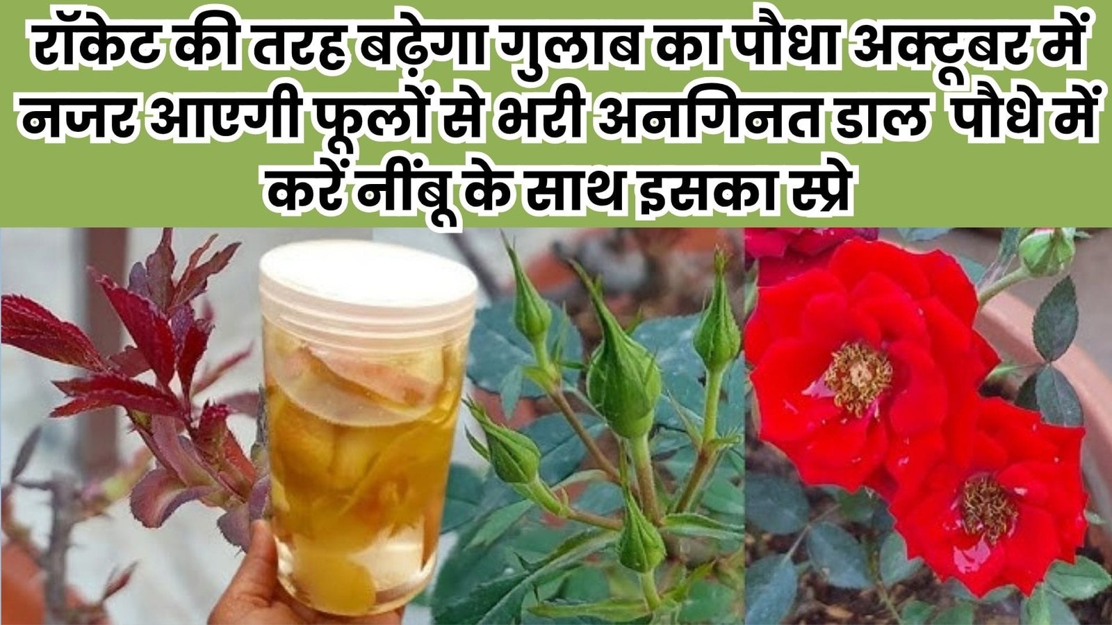 रॉकेट की तरह बढ़ेगा गुलाब का पौधा, अक्टूबर में नजर आएगी फूलों से भरी अनगिनत डाल पौधे में करें नींबू के साथ इसका स्प्रे, जाने फायदे