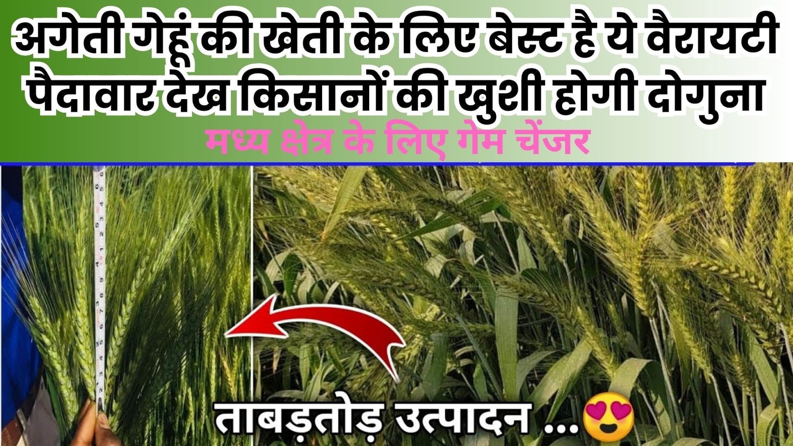 अगेती गेहूं की खेती के लिए बेस्ट है ये वैरायटी, पैदावार देख किसानों की खुशी होगी दोगुना मध्य क्षेत्र के लिए गेम चेंजर होगी साबित