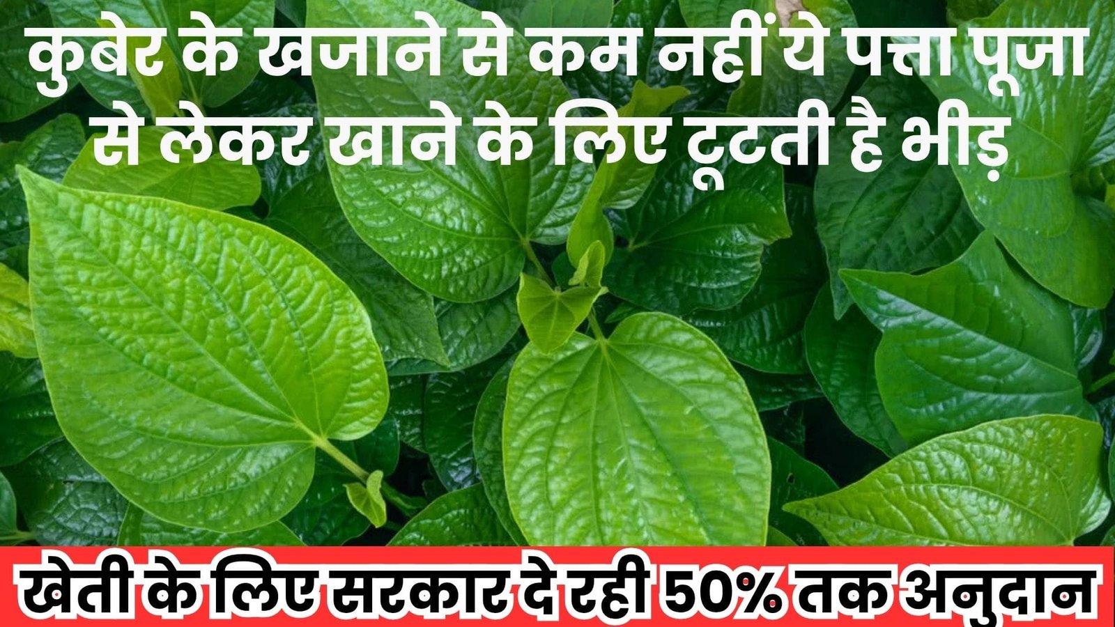 कुबेर के खजाने से कम नहीं ये पत्ता, मार्केट में बिकता है खूब पूजा से लेकर खाने के लिए टूटती है भीड़ खेती के लिए सरकार दे रही 50% तक अनुदान