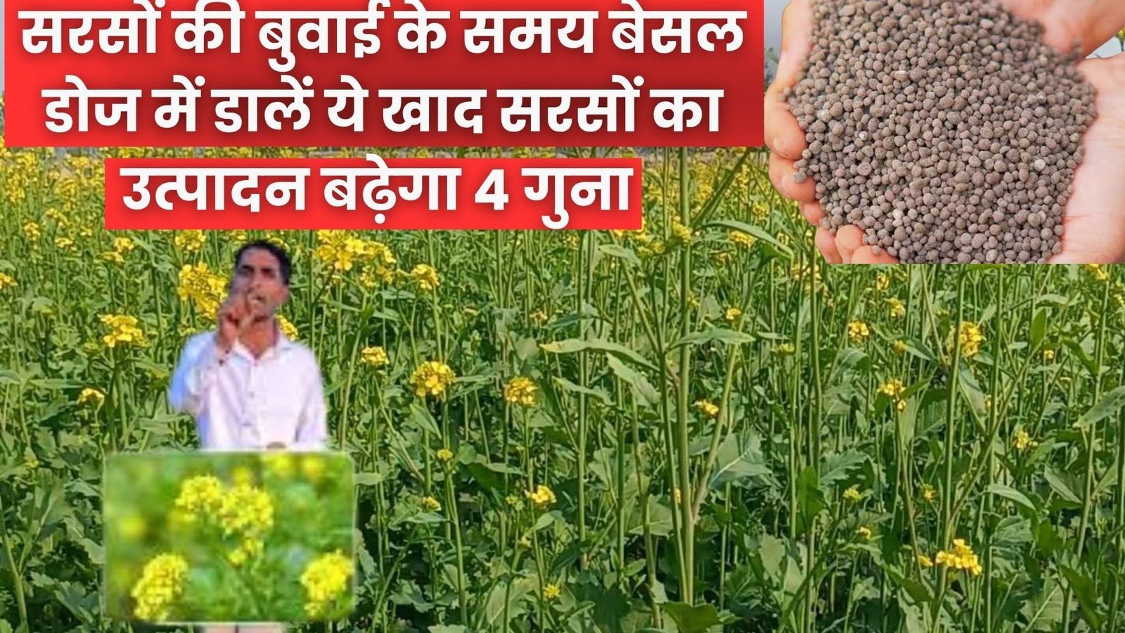 Agriculture tips : सरसों की बुवाई के समय बेसल डोज में डालें ये सबसे शक्तिशाली खाद, सरसों का उत्पादन बढ़ेगा 4 गुना, जाने नाम