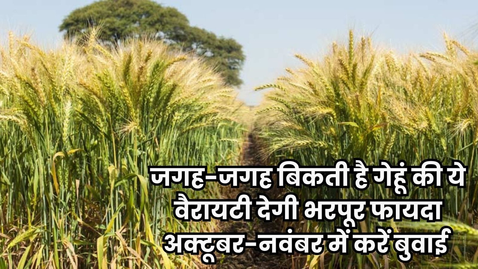 जगह-जगह बिकती है गेहूं की ये वैरायटी, देगी भरपूर फायदा अक्टूबर नवंबर में करें बुवाई शानदार पैदावार से भर लें अपना गोदाम
