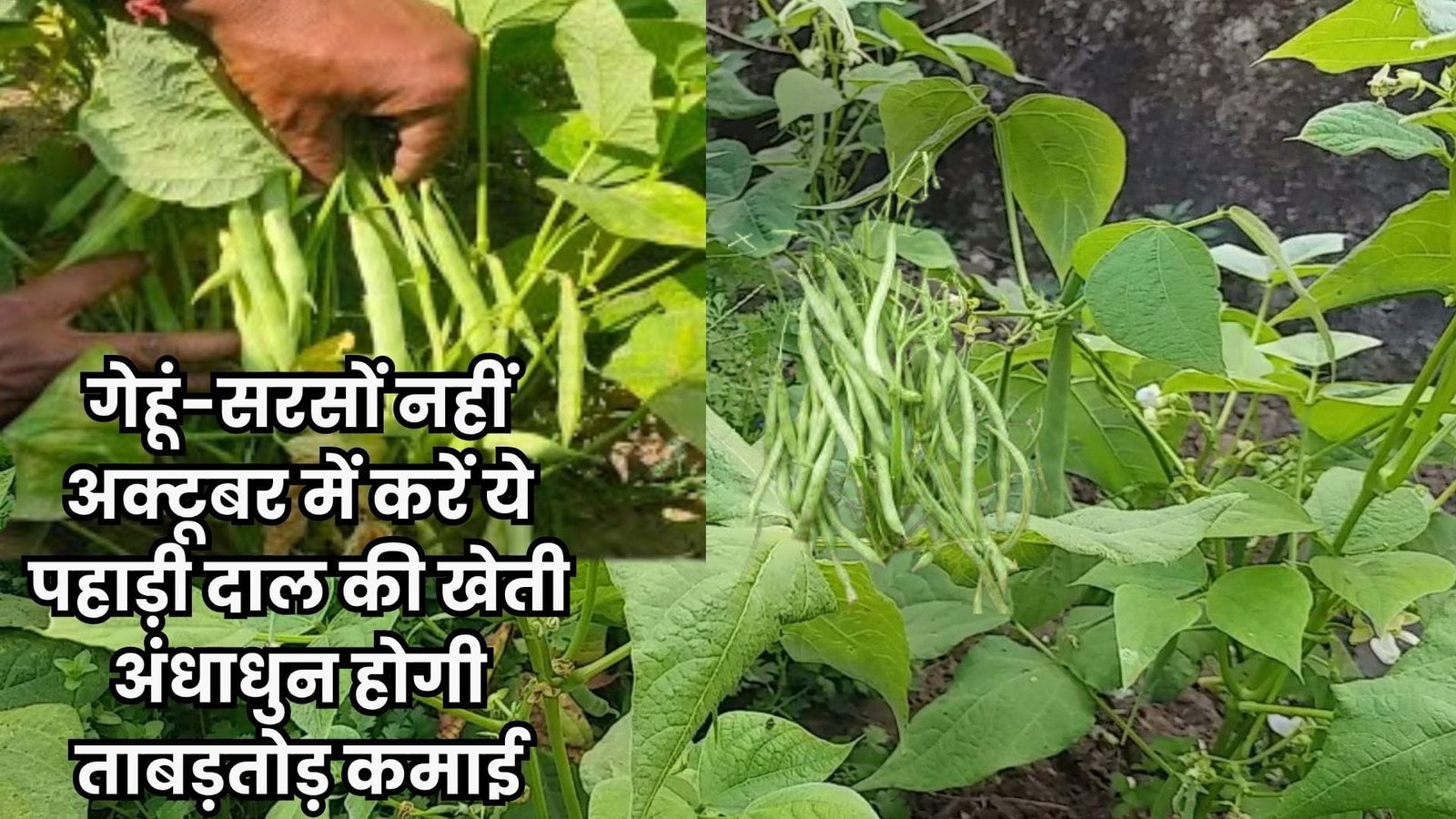 गेहूं-सरसों नहीं अक्टूबर में करें ये पहाड़ी दाल की खेती, अंधाधुन होगी ताबड़तोड़ कमाई 120 दिन में खेती से होने लगेगी पैसों बरसात