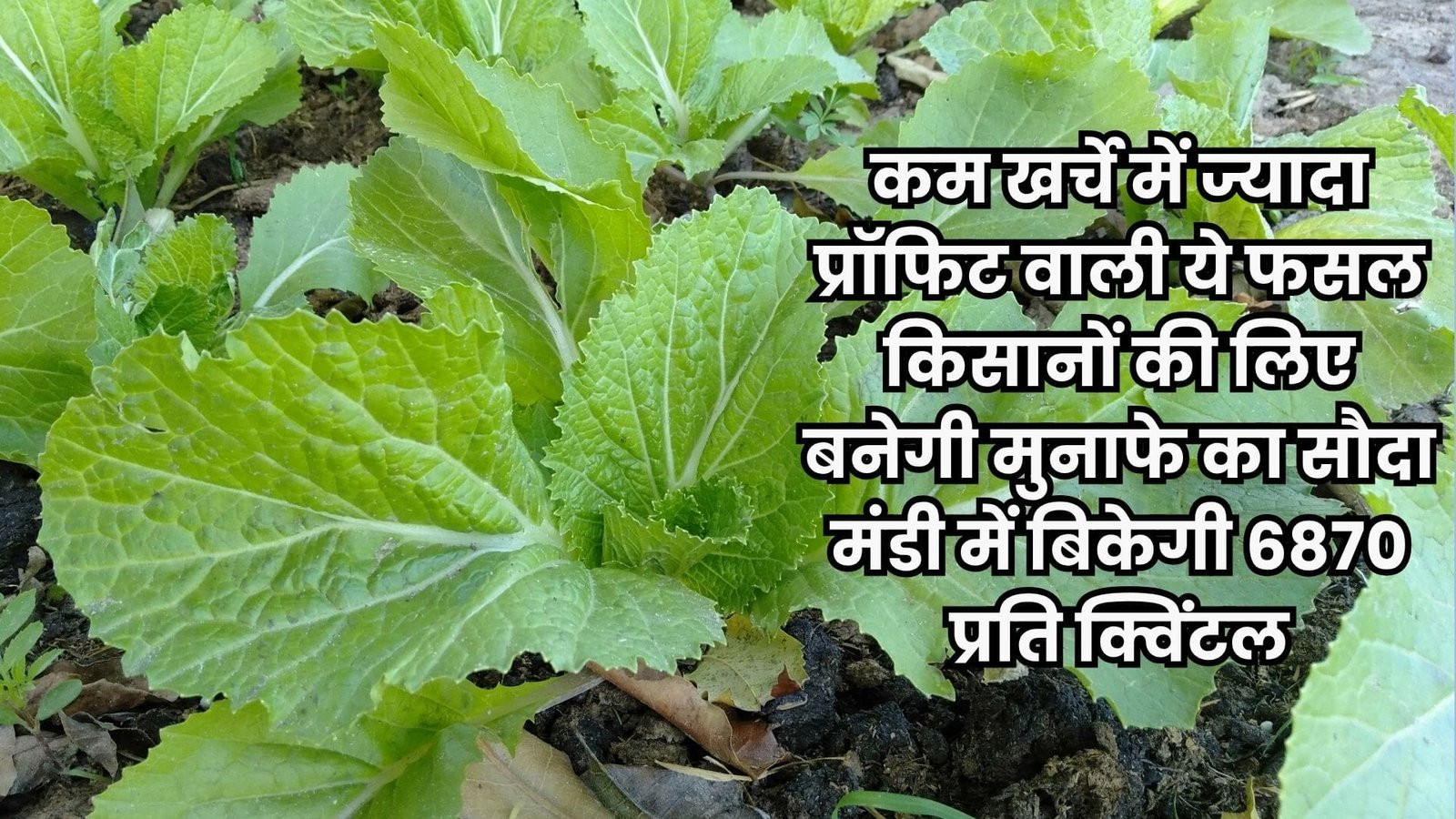 कम खर्चे में ज्यादा प्रॉफिट वाली ये फसल किसानों की लिए बनेगी मुनाफे का सौदा मंडी में बिकेगी 6870 प्रति क्विंटल