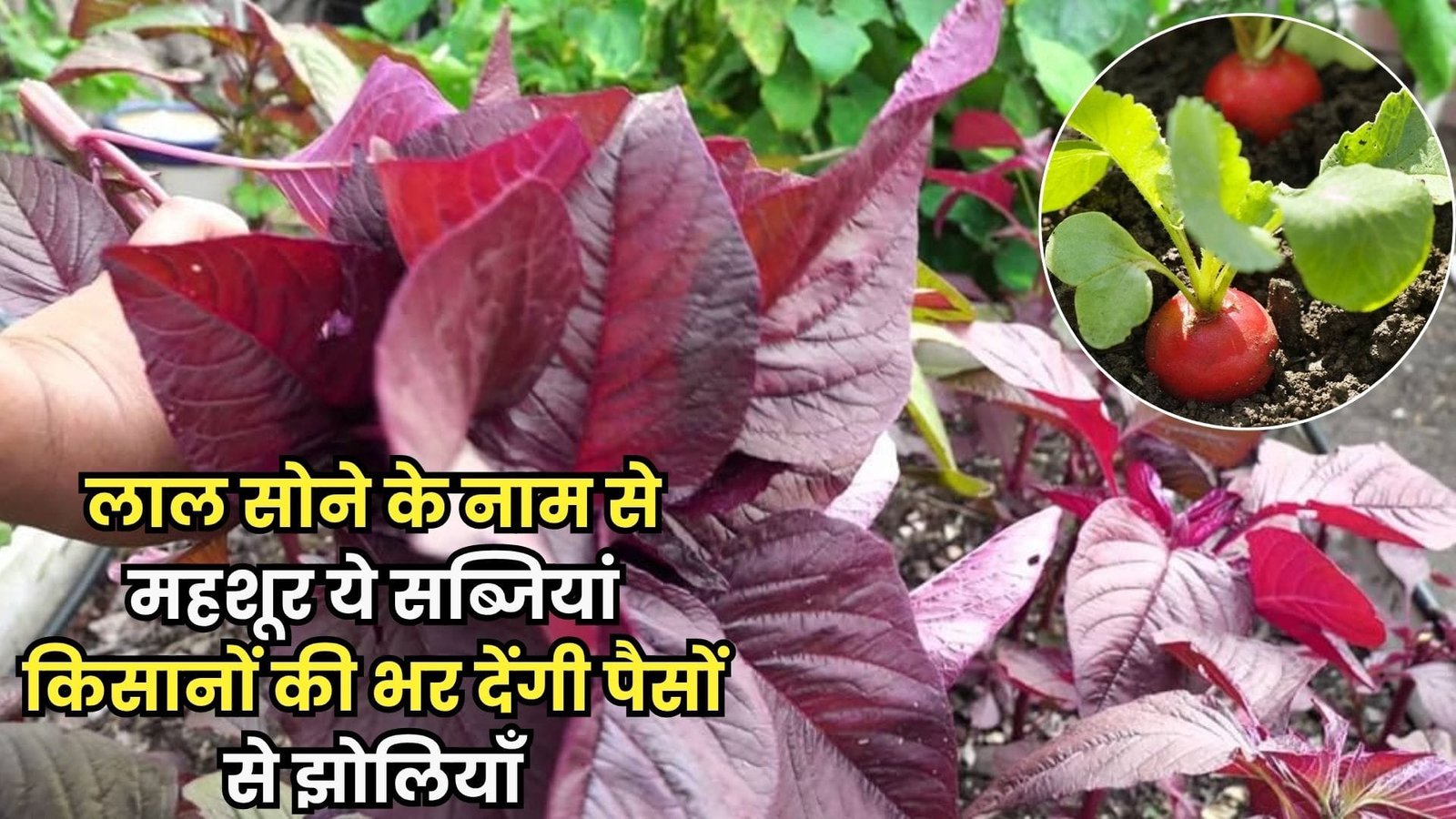लाल सोने के नाम से महशूर ये सब्जियां किसानों की भर देंगी पैसों से झोलियाँ, अक्टूबर में बोएं चंद दिनों में धनवान बने, जाने नाम
