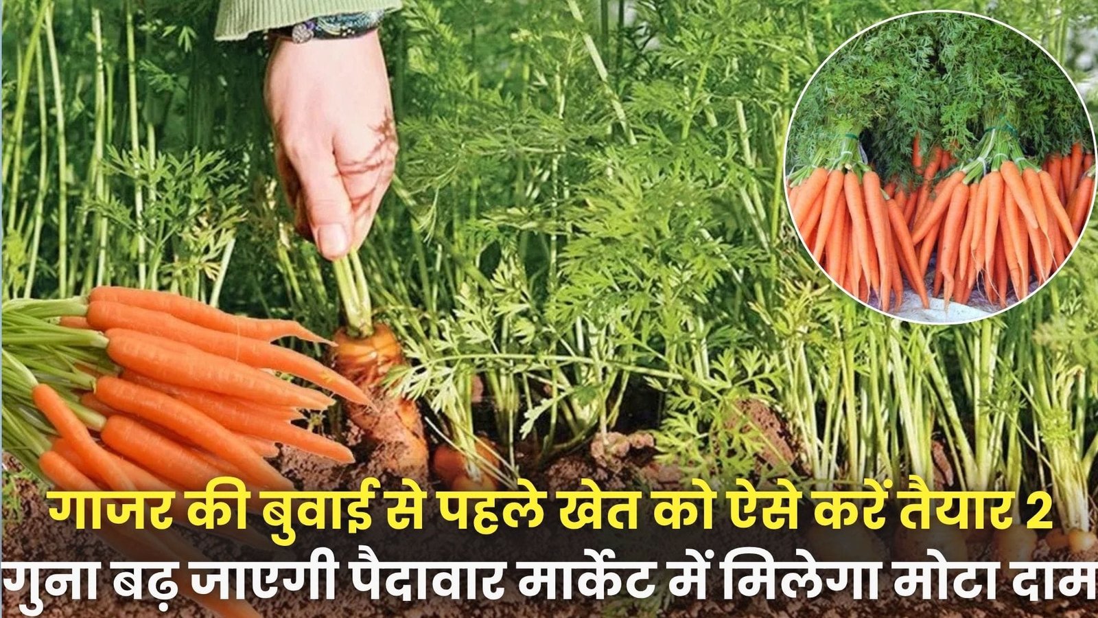 गाजर की बुवाई से पहले खेत को ऐसे करें तैयार, 2 गुना बढ़ जाएगी पैदावार मार्केट में मिलेगा मोटा दाम, जाने खेती की विधि