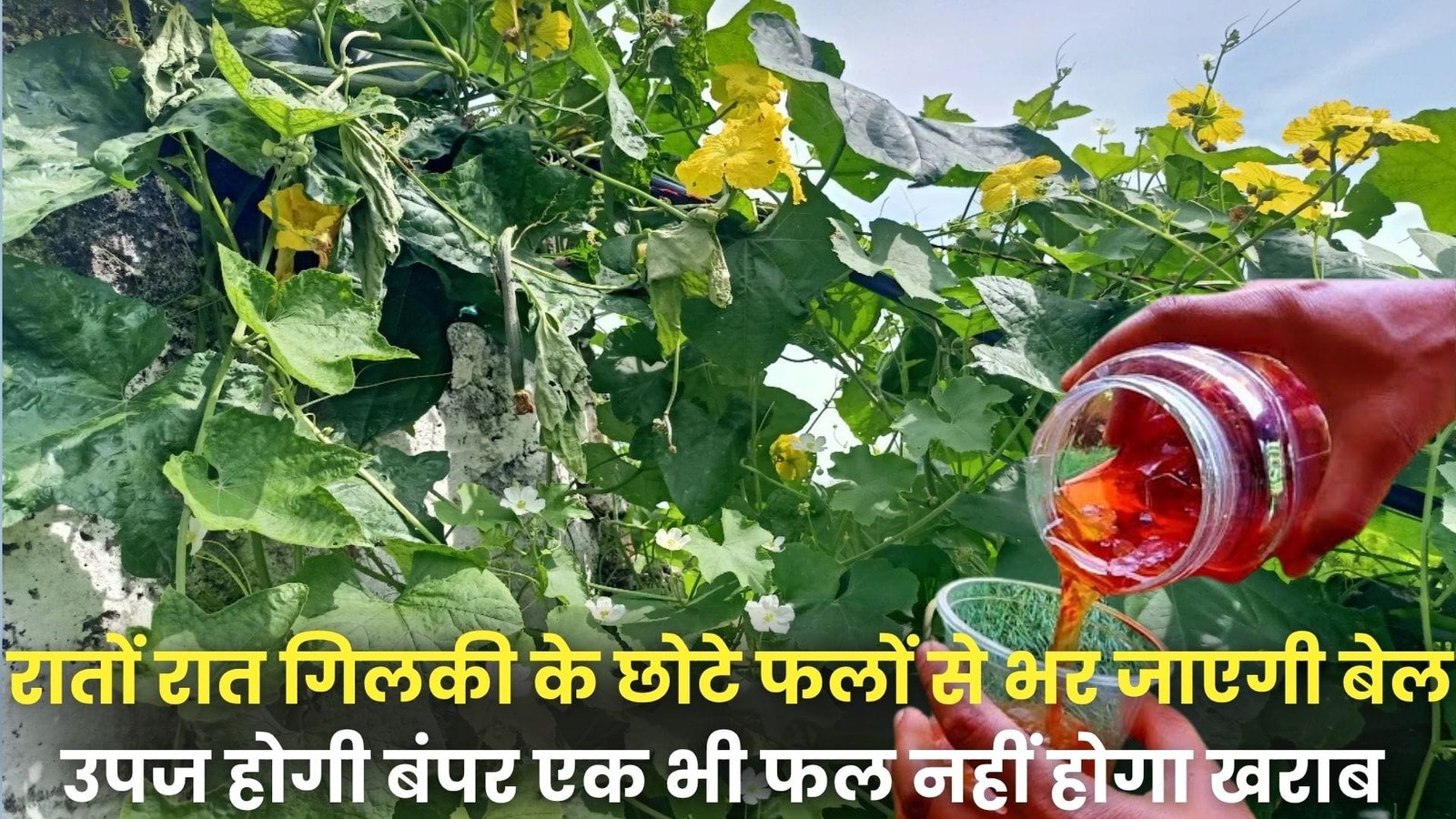 रातों रात अनगिनत गिलकी के छोटे फलों से भर जाएगी बेल, उपज होगी बंपर एक भी फल खराब नहीं होगा, जाने पौधे में 1 गिलास क्या डालें